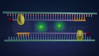 How RealTime and EndPoint PCR Works in the BAX® System [upl. by Anna-Diane]