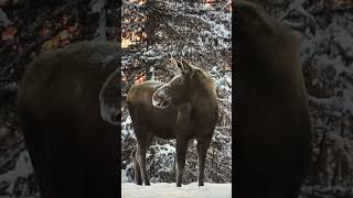 Visitor in our yard I 🫶🏻 ALASKA Shorts HomeFreeAlaska OffGrid Moose [upl. by Lowrance]