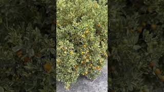 Citrus x microcarpa variegata Calamondín variegata citrus calamondin garden plantas fruit [upl. by Aihsenrad778]