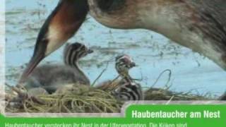 Haubentaucher Podiceps cristatus [upl. by Nesmat]