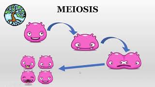 Meiosis paso a paso en 5min [upl. by Seline]