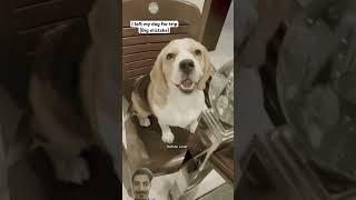 😂 Ruchi left Romeo for Trip  Funny dog video  comedy dog funny shortsfeed doglover shorts [upl. by Hebrew42]