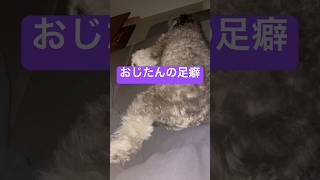 まるで人間のよう…😅ポメプーのおじポメプー犬 [upl. by Esimaj]