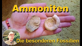 Ammoniten Die besonderen Fossilien [upl. by Akima]