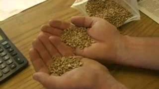 Wheat farming and introduction for children [upl. by Zigrang]