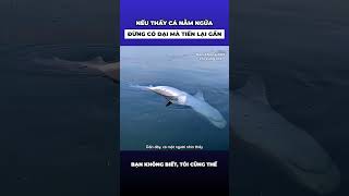 Nếu vô tình nhìn thấy cá heo nằm ngửa trên biển đừng có dại mà tiến lại gần [upl. by Haelem]