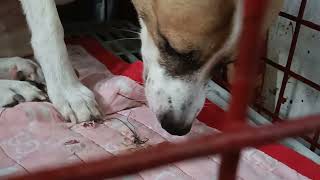 Monthly anti garapata ng dogs Pet dogs housepets cats [upl. by Ifok]