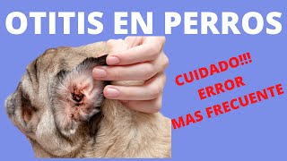 🩸🩸 OTITIS EN PERROS PROBLEMAS EN EL OIDOSíntomas CaUsaS y PreVenCión🩸🩸 [upl. by Landy]