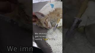 Injured homeless kitten makes an incredible recovery cat cats [upl. by Thayer]