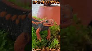 【虫注意】ミナミイボイモリにコオロギ与える🦗 [upl. by Laurentium]