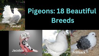 Pigeons 18 Beautiful Breeds [upl. by Adnamma764]