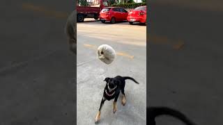 Day 11 Dog catches Baozi in slow motion dog pet [upl. by Ylek]