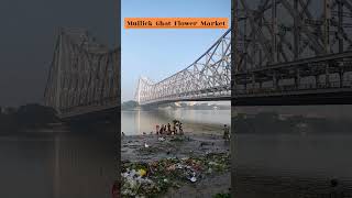 Morning Vibes from Mullick Ghat Flower Market Kolkatashorts flowers flowermarket kolkata [upl. by Ydnih]