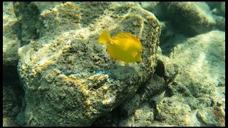 SNORKELING at a coral reef in HAWAII [upl. by Grindle]