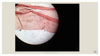 Histology Slides Series Episode 6  Blood Vessels [upl. by Patrice179]