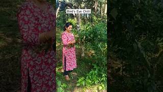 Birds Eye chilli Harvesting 😊🌿🌱🌳minivlogskannada minivlog minivlogs birdseyechilli [upl. by Yehc]