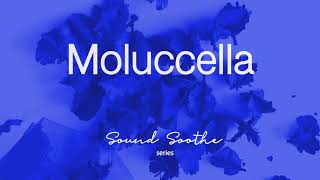 Sound Soothe Relaxing Music Meditation Music Sleep Music  Moluccella モルセラ [upl. by Euqinue]