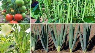 Multi Crops Farming  4 Companion Plants For Tomatoes Bush Beans Okra Tomatoes And Onions [upl. by Ransell]