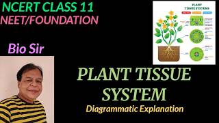 Tissue System  Botany Class 11 neet  Morphology Of Flowering Plants [upl. by Ecirtaemed619]