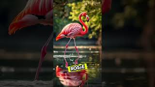 Pourquoi les flamant roses sontils roses animaux aventure [upl. by Riella]