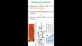 Chromosomes Classification geneticteacher [upl. by Apicella]