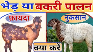 बकरी या भेड़ पालन किस में अधिक फायदा  Goat Sheep Farming Best Business goat training farming [upl. by Nref]