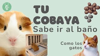 Los cobayas aprenden a ir al baño como los gatos 🐈 Te enseño cómo [upl. by Neerual]