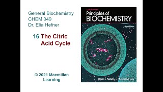 Chapter 16  The Citric Acid Cycle [upl. by Rennat]