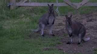 Wild wallabies in Cornwall UK [upl. by Meg]