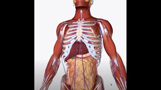 Valsalva Maneuver what is it how it works how to use it for training [upl. by Iago]