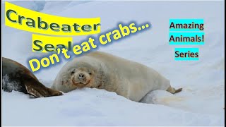 Crabeater Seal facts 🦭 Krilleater Seal 🦭who are most abundant seal species in the world 🌎 🙋 [upl. by Scrivings]