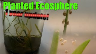 A Planted Ecosphere  1 YEAR Update  What happened [upl. by Hgielah302]