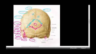 série Anatomia aula crânio vista superior e posterior [upl. by Nyral182]