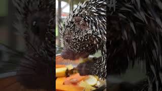 prehensile tailed porcupine [upl. by Hepza]