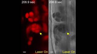 Micromanipulation of amyloplasts with optical tweezers in Arabidopsis stems [upl. by Lanor]