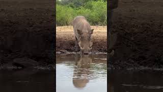 Warthog Family Enjoying Waterhole [upl. by Elburr]