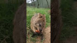 Cute and Funny Moments with 🥰 Quokka Compilation  5 Interesting Facts about Quokka [upl. by Ennaeus937]