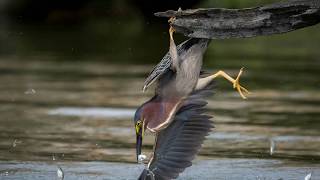 Голоса птиц Как поёт Кваква Nycticorax [upl. by Kile]