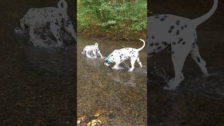 🐶🐾Dalmatian Puppy Dog Playing in Creek ☀️ dalmatians puppy puppylife dogshorts dogs [upl. by Julia513]