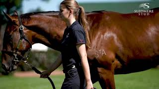 2020 Inglis Easter  Lot 268  More Than Ready x Vavasour  Colt [upl. by Piegari216]