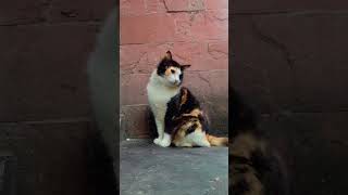 Calico Cat Tushu calico calicocat shortsvideo [upl. by Adnahcal444]