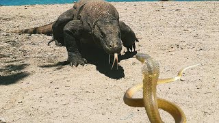 KOMODO DRAGON VS SPITTING COBRA [upl. by Eytak697]