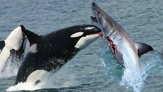 The KILLER ORCAS How They Take Down Great White Sharks [upl. by Repsac]