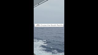 24033 Cruise the South Pacific reelmp4 [upl. by Shanly784]