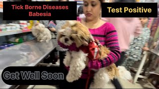 Babesia positive in Shih tzu  Tick borne disease babesia positive  Get well Soon shizu 💐 [upl. by Leidba462]