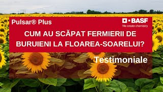 Erbicid FloareaSoarelui Pulsar® Plus Cultura fara Buruieni [upl. by Agemo]