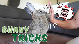 3 Useful Tricks To Train Your Rabbit  THE BEST Way To Bond [upl. by Kcirdahc]