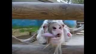 Ultimate Funny Goat Compilation [upl. by Brighton]