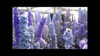 Larkspur Nursery Delphiniums in Bloom July 2013 [upl. by Nickolas]