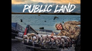 Wigeon and Gadwall Smackdown Public Land Limits [upl. by Assek]